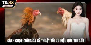 Cách chọn giống gà