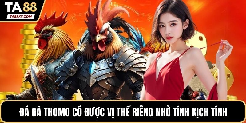 Đá gà thomo có được vị thế riêng nhờ tính kịch tính và cảm xúc thật