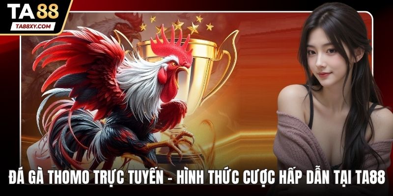 Đá gà thomo