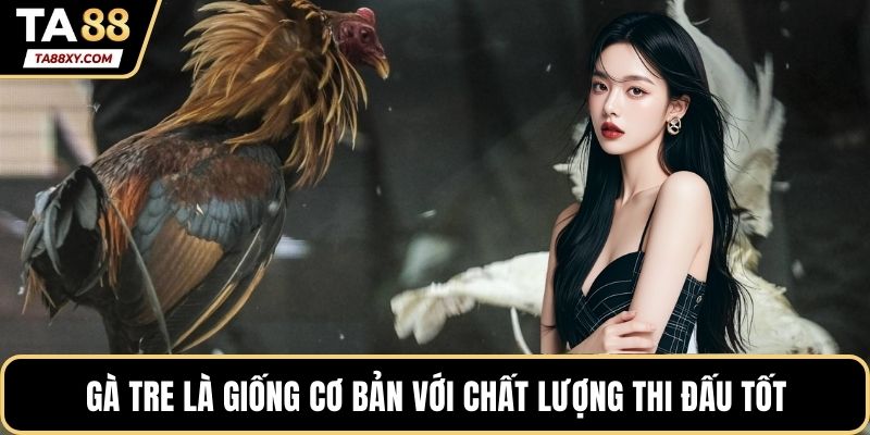 Gà tre là giống cơ bản với chất lượng thi đấu tốt