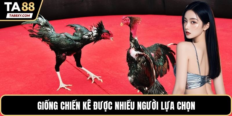 Giống chiến kê được nhiều người lựa chọn