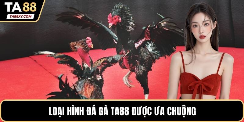 Loại hình đá gà TA88 được ưa chuộng