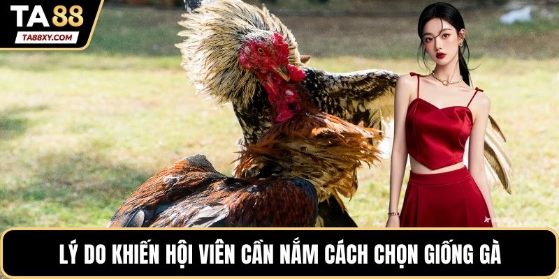 Lý do khiến hội viên cần nắm cách chọn giống gà