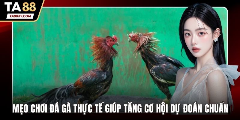 Mẹo chơi đá gà