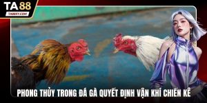 Phong thủy trong đá gà